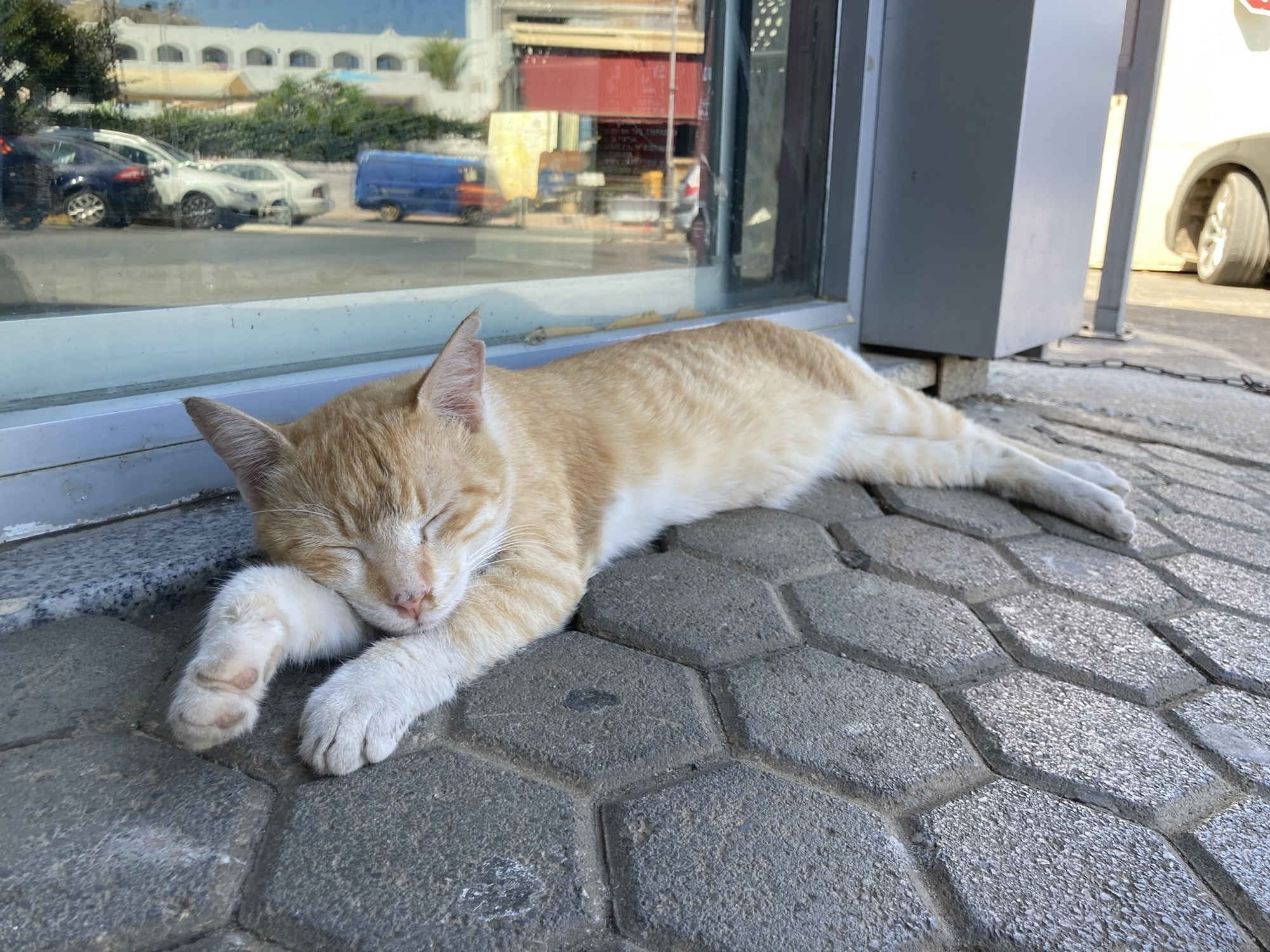 eine helle blond-getigerte Katze liegt entspannt schlafend auf ihrer Seite vor dem Glasfenster eines Supermarkts