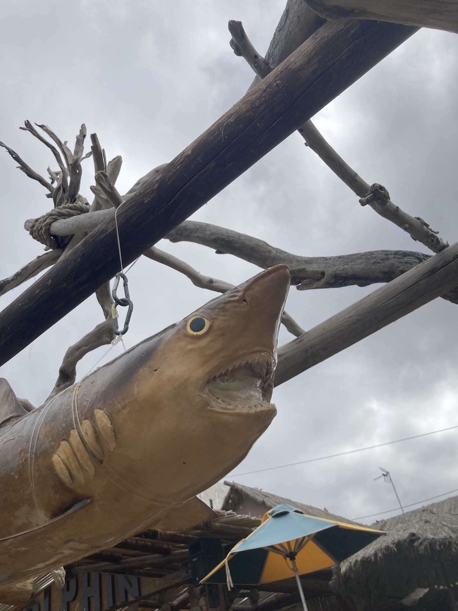 an einer Holzkonstruktion hängt ein konservierter Hai, Kiemen und Zahnreihen sind gut zu erkennen