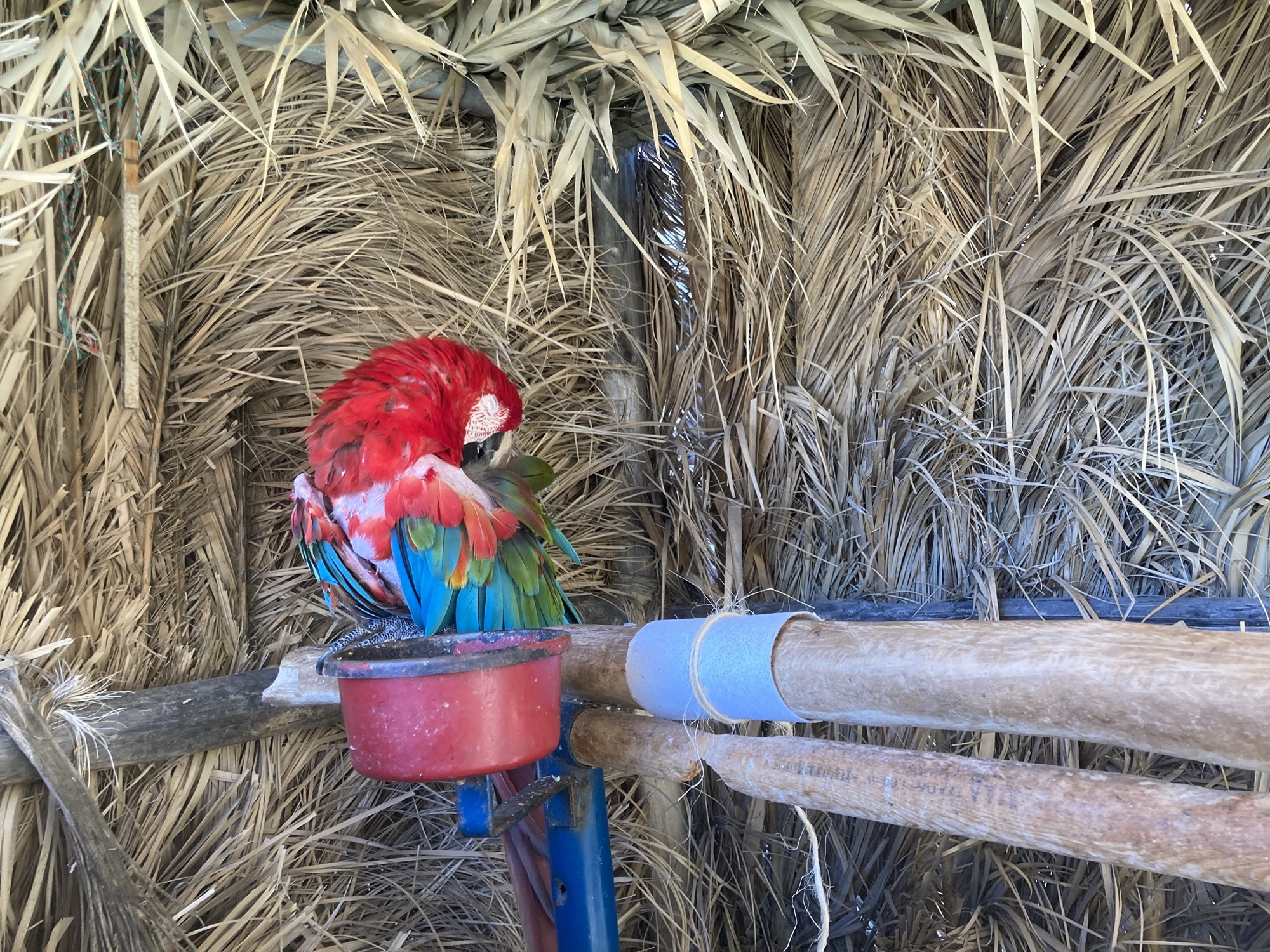 auf einer Holzkonstruktion sitzt ein schlafender roter Papagei, sein Gefieder ist recht zerfleddert, den Kopf hat er nach hinten gedreht und den Schnabel in den Federn versteckt