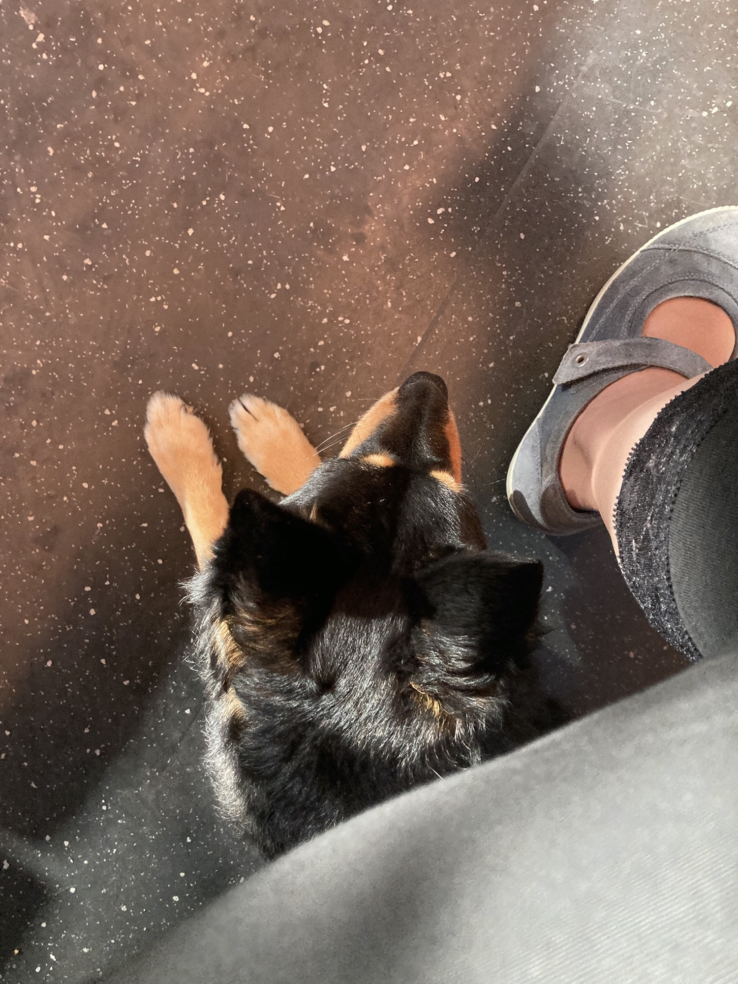 schwarzer Hund mit hellbraunen Vorderpfoten liegt auf dem Boden in einem Zugwaggon, Blick von oben, neben dem Hund sind Schuh und Bein einer Person zu sehen