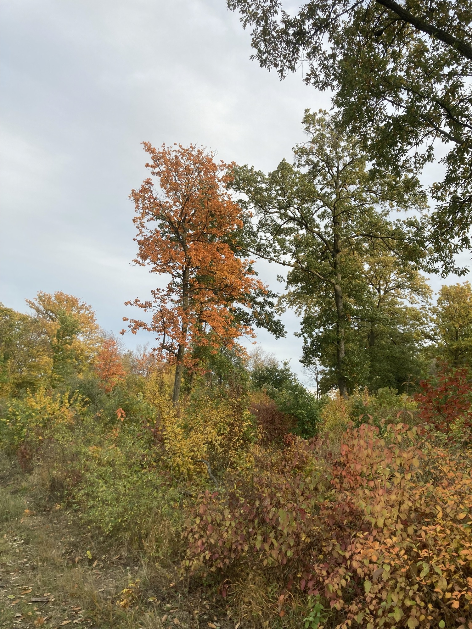 Bäume und Sträucher in verschiedensten Herbstfarben, besonders präsent ein Baum zentral im Bild mit leuchtend orangefarbenen Blättern