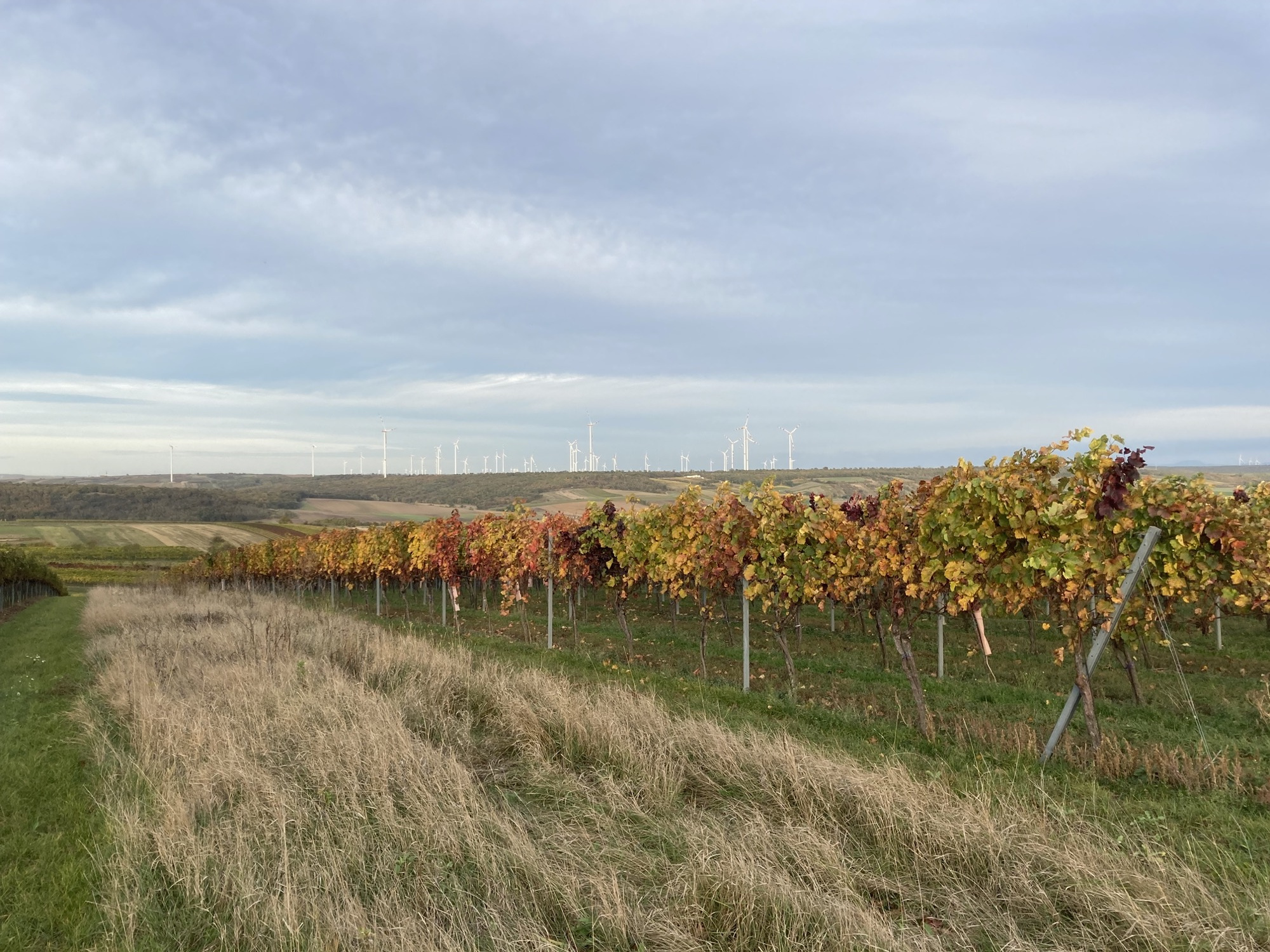 weite Aussicht über die Weinberge, die Weinstöcke leuchten in Schattierungen von grün, gelb, orange und rot, im Hintergrund sind unzählige Windkraftanlagen zu sehen