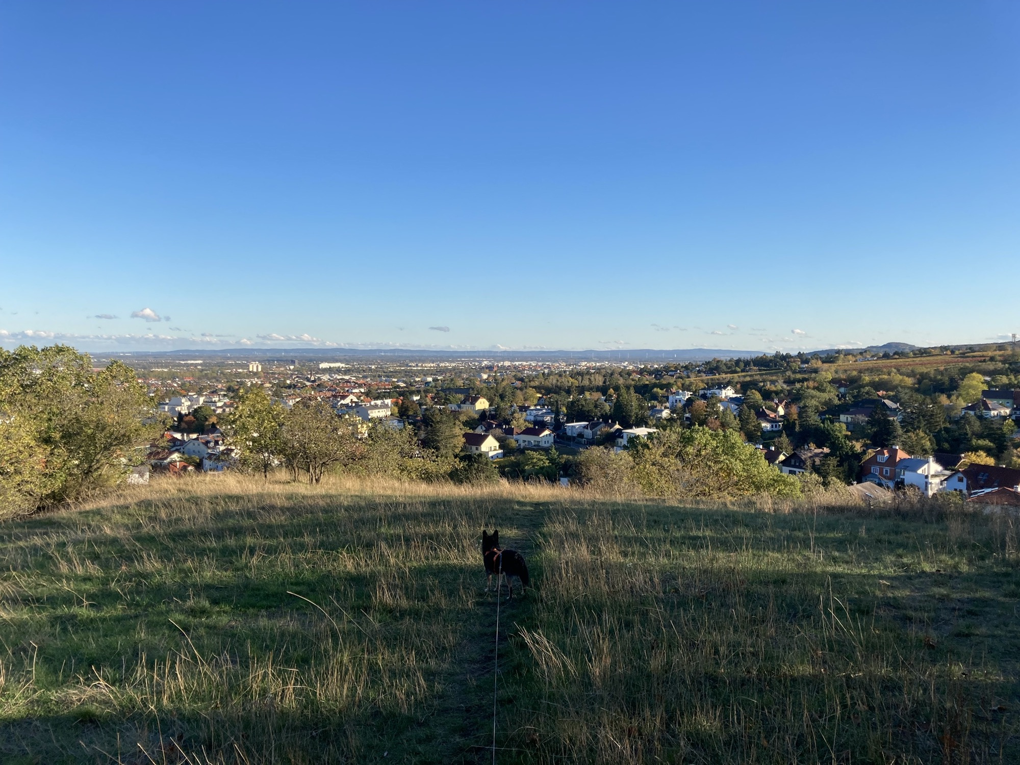 Ausblick Richtung Maria Enzersdorf von einem Hügel in Perchtoldsdorf, viel blauer Himmel, im Vordergrund steht im Schatten ein schwarzer Hund auf dem Weg