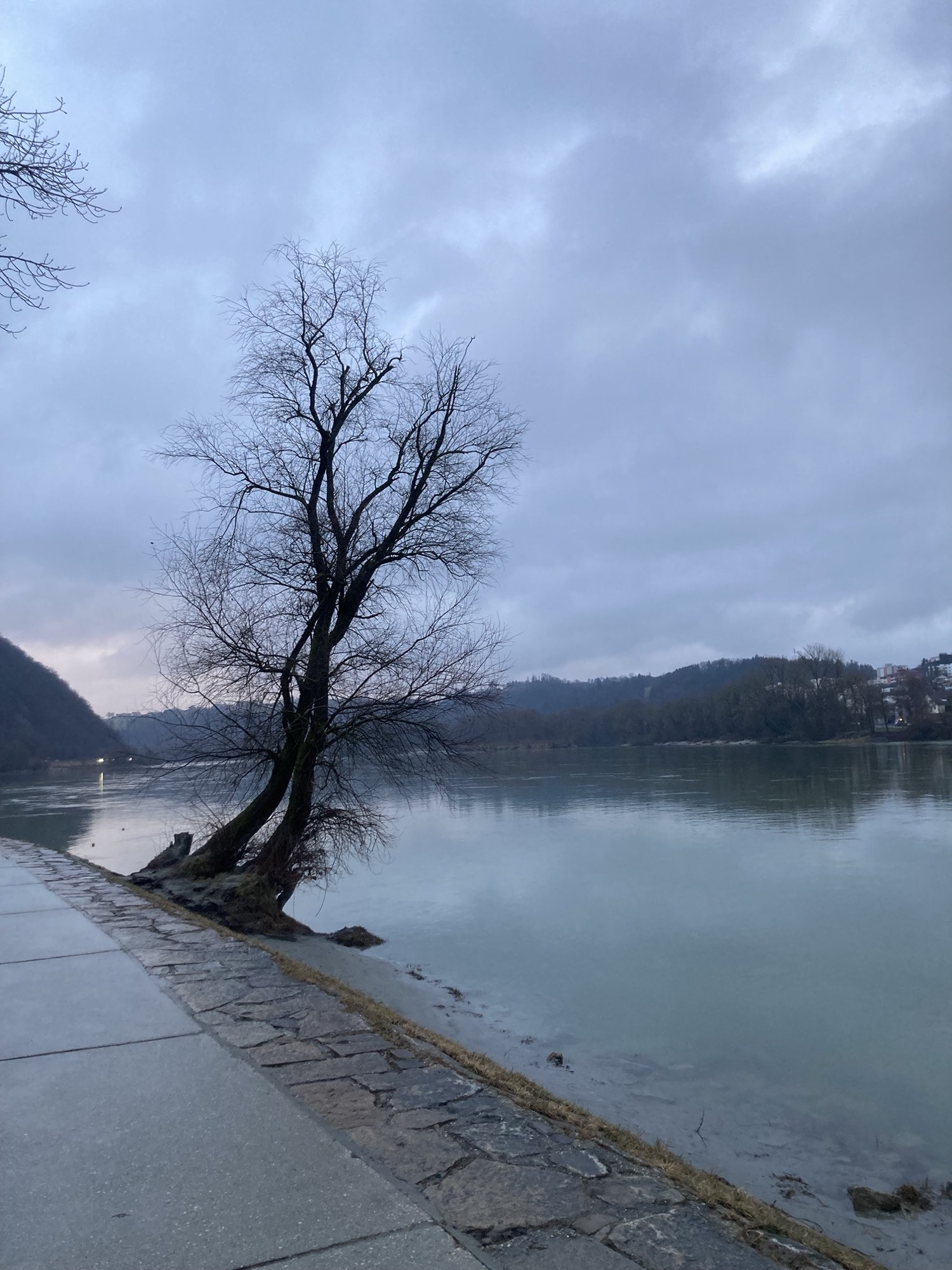 Ausblick auf den Zusammenfluss von Donau und Inn in Blickrichtung Osten, ein Baum wächst schräg vom Ufer aus über den Fluss, der Himmel ist grau, es dämmert hinter der Flussbiegung ist noch ein hellerer Lichtstreifen zu sehen