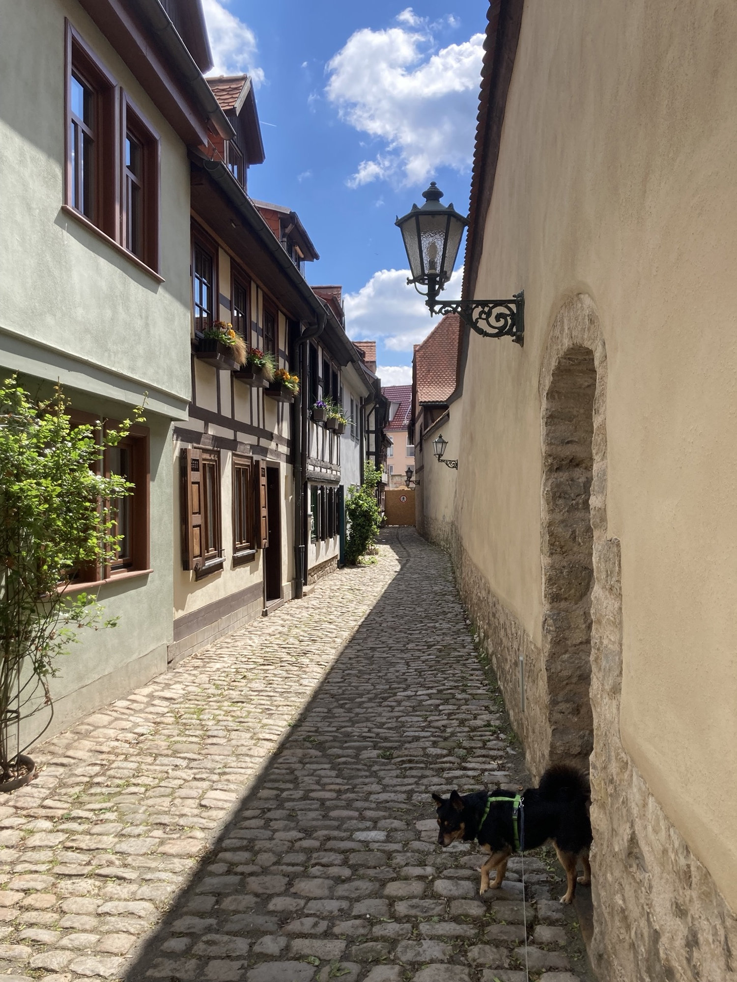 Gasse in der Altstadt, rechts die Mauer des Augustinerklosters, links Wohnhäuser mit hölzernen Fensterläden und Blumenkästen, die linke Hälfte der Gasse liegt in der Sonne, die rechte im Schatten, rechts im Vordergrund schaut ein schwarzer Hund aus einem gemauerten Torbogen