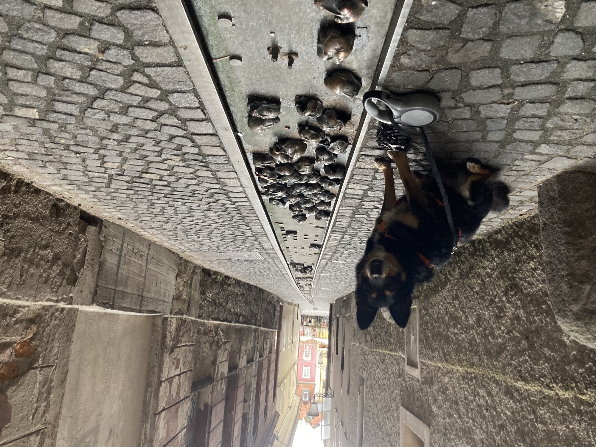 eine schmale Gasse mit kleinen Steinen gepflastert, in der Mitte verläuft eine flache Metallrinne, in der kleine Skulpturen von Köpfen verteilt sind, neben der Rinne sitzt ein schwarzbrauner Hund und schaut zur Kamera