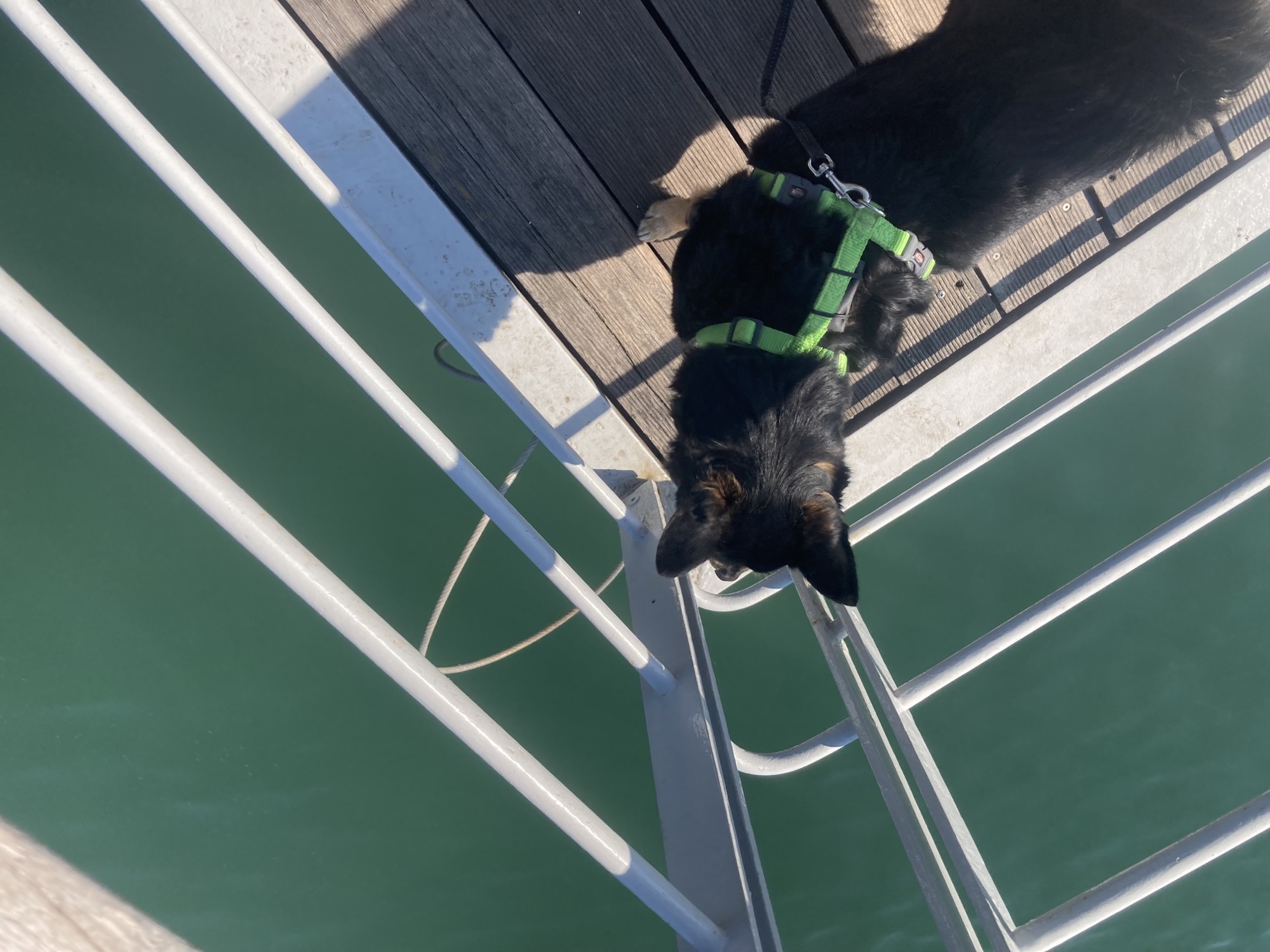 Blick von oben auf einen schwarzen Hund, der an der Ecke einer auf dem Meer schwimmenden Plattform steht und durch die Streben des weißen Geländers aufs Wasser schaut