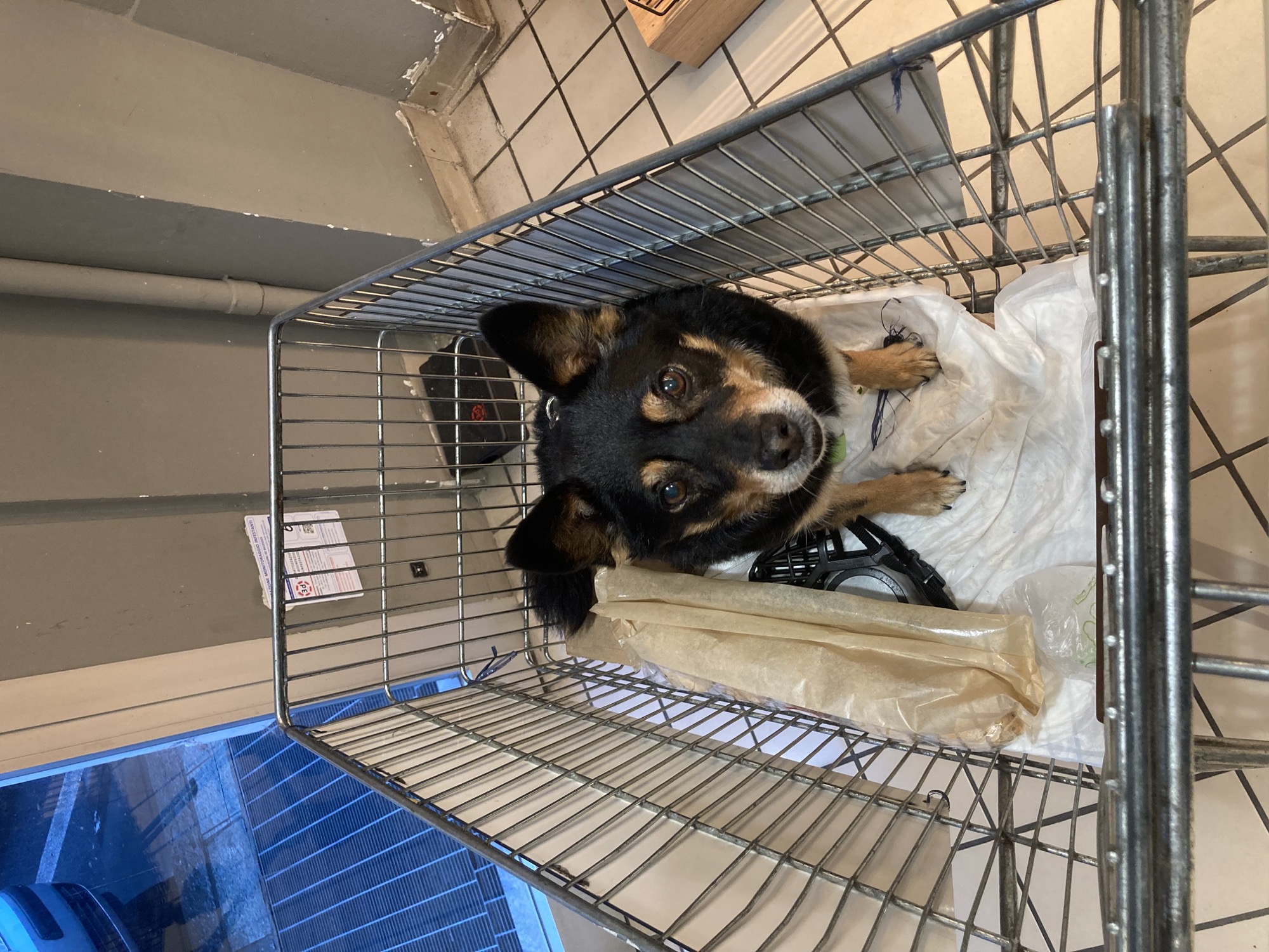 Blick von oben in einen Einkaufswagen, darin sitzt ein kleiner schwarzbrauner Hund neben einem Baguette und schaut interessiert Richtung Kamera