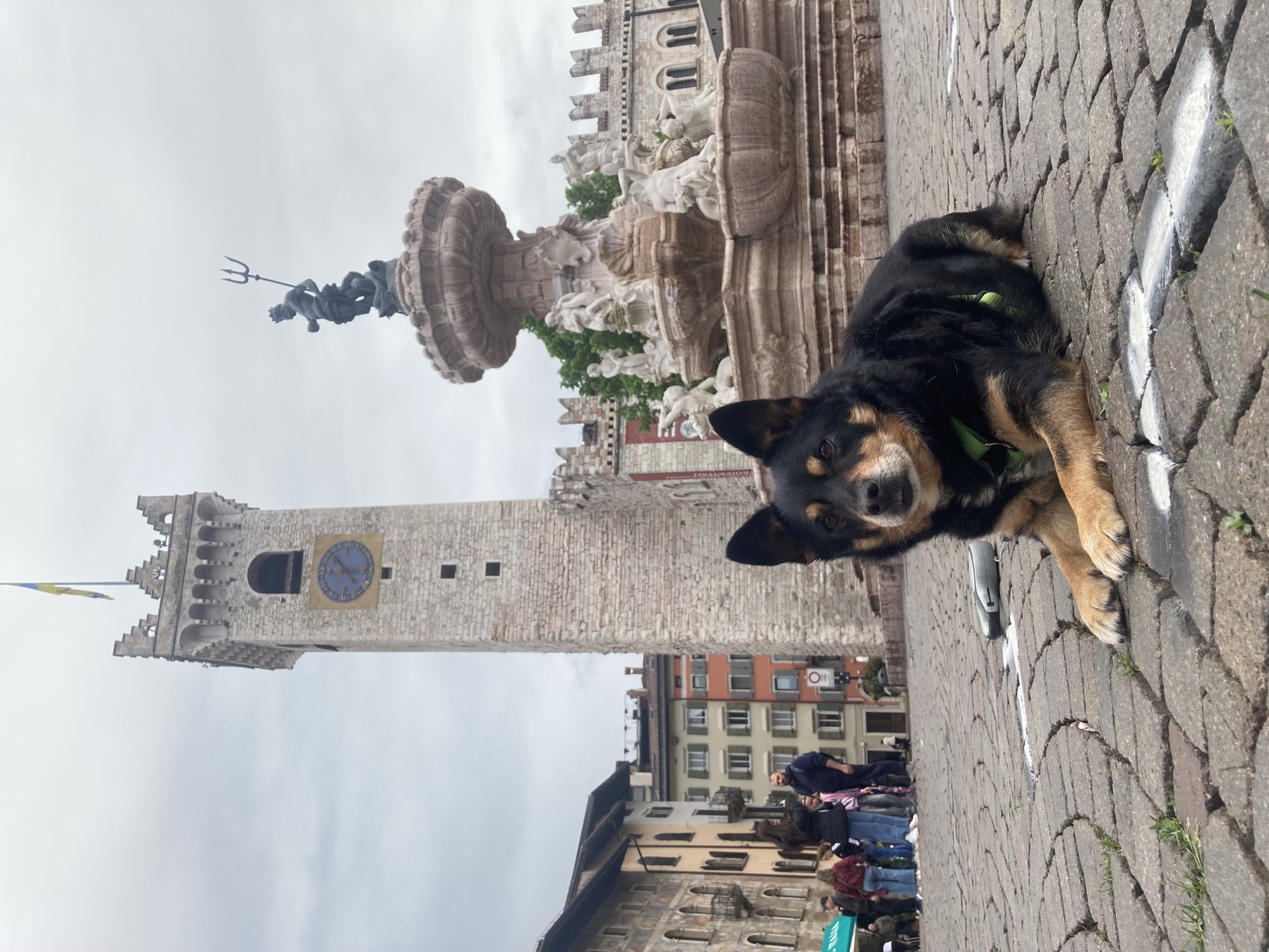 schwarzbrauner Hund liegt im Vordergrund des Bilds und schaut zur Kamera, dahinter ein hoher Turm mit einer Turmuhr und dnaben ein Brunnen mit einer Neptunfigur mit Dreizack