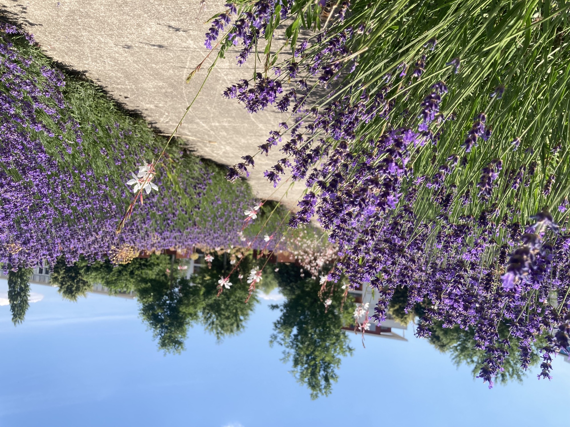 Nahaufnahme von Lavendel in strahlendem Sonnenlicht, rechts daneben führt ein Weg von der Kamera weg