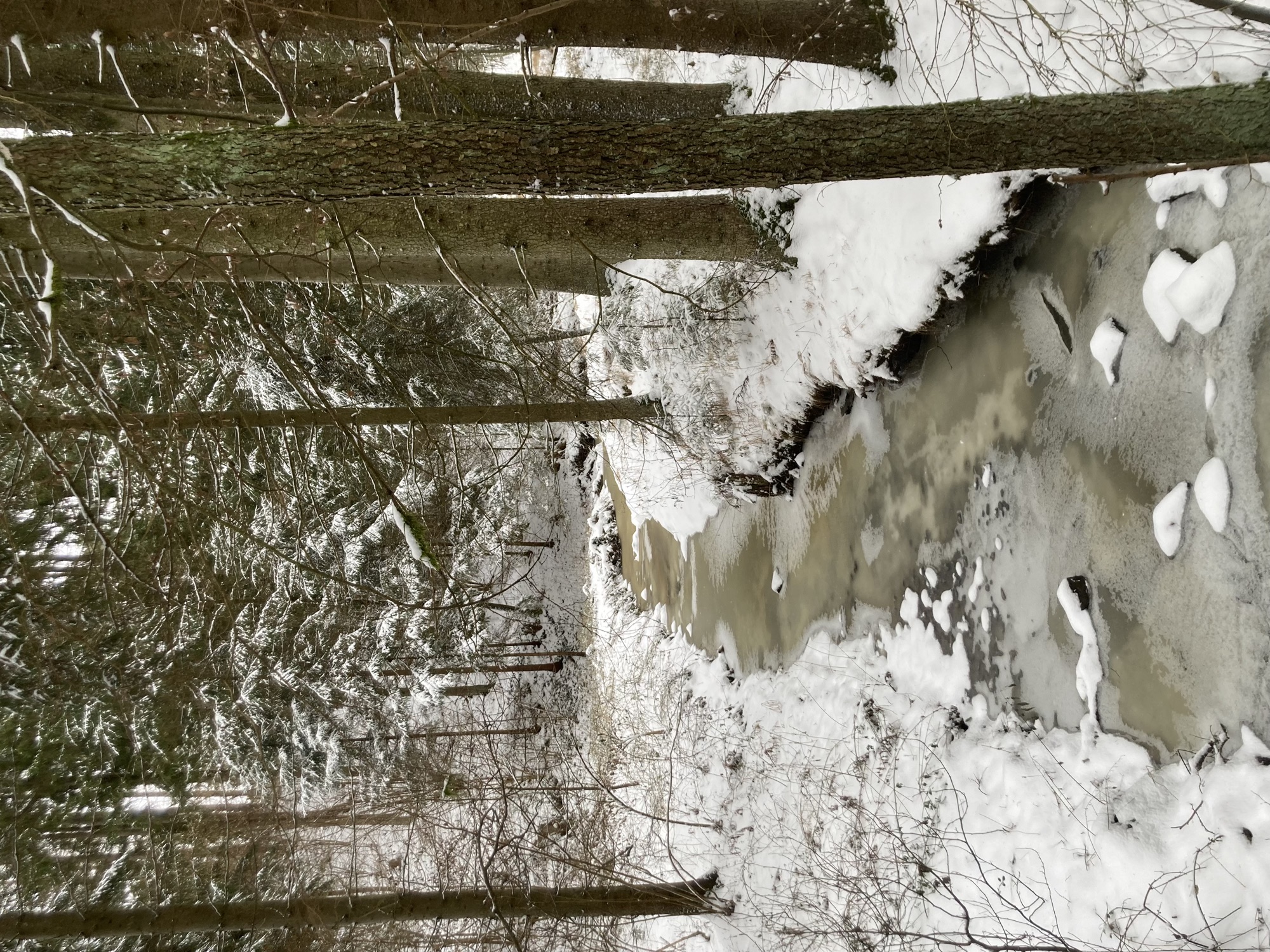 großteils zugefrorener Bach inmitten von Schnee und Bäumen