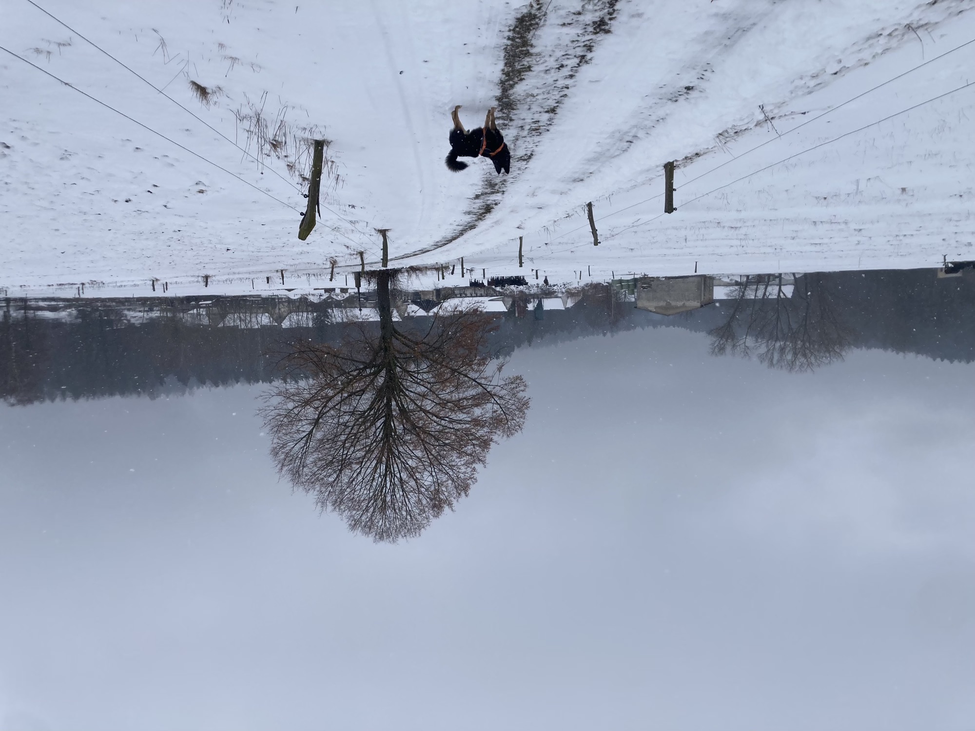 Feldweg mit schwarzbraunem Hund in Schneelandschaft, in der Mitte ein kahler Laubbaum