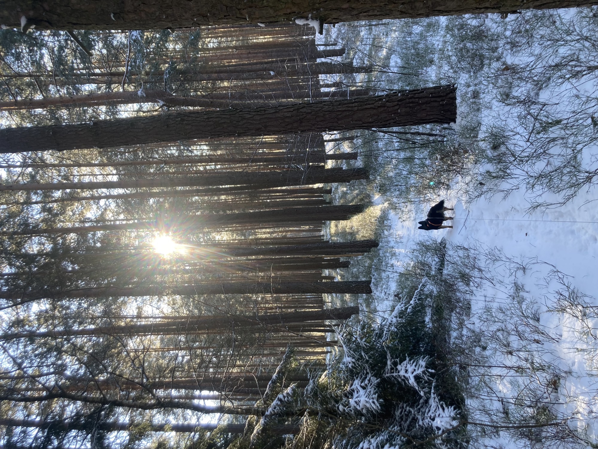 schwarzbrauner Hund auf einem kleinen Weg im Wald, die Sonne scheint durch Nadelbäume