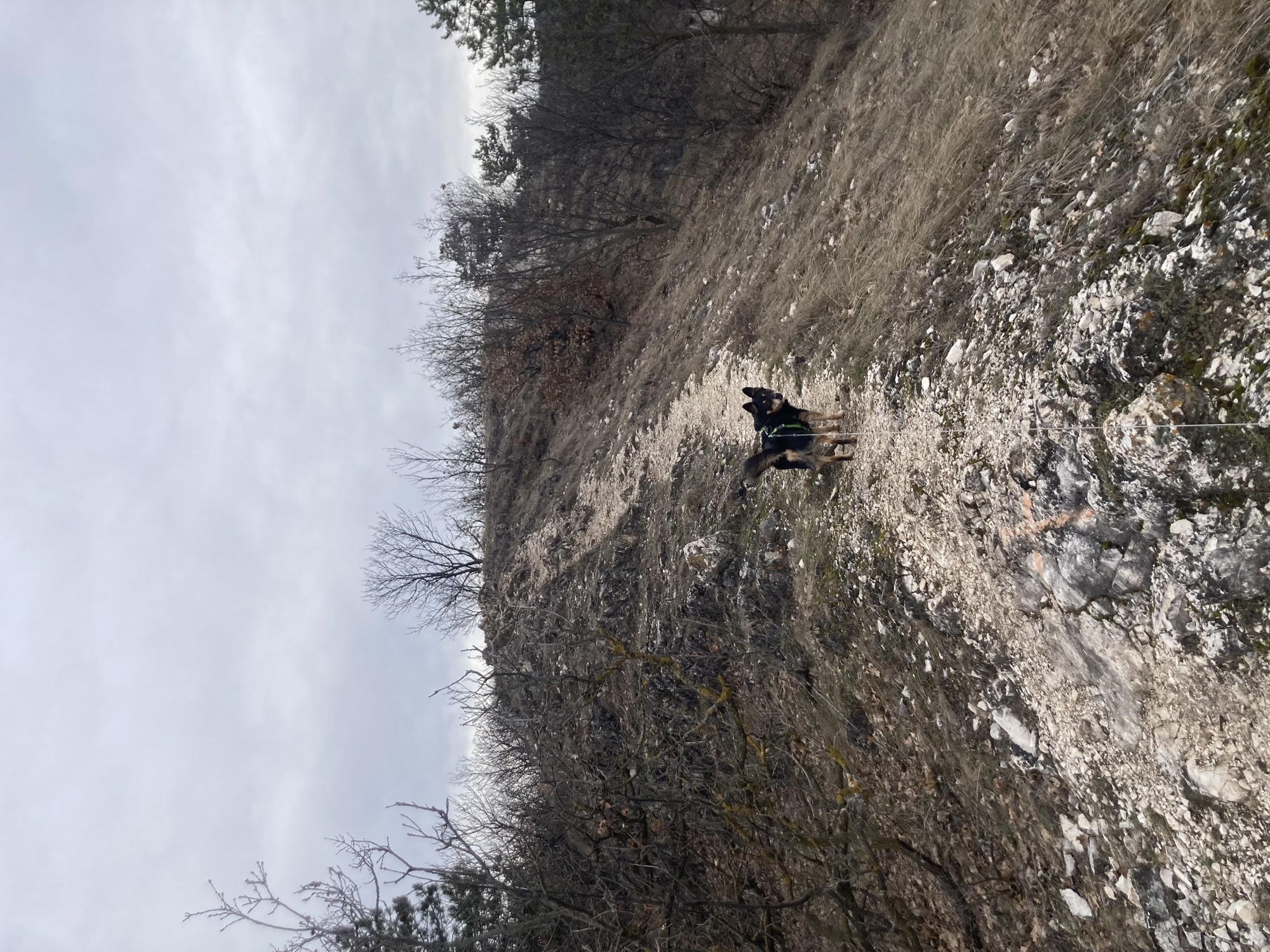 ein schwarz-brauner Hund steht auf einem felsigen Bergweg und schaut über die Schulter zurück zur Kamera, Boden, Himmel und kahle Sträucher in verschiedenen Braun- und Grau-Tönen