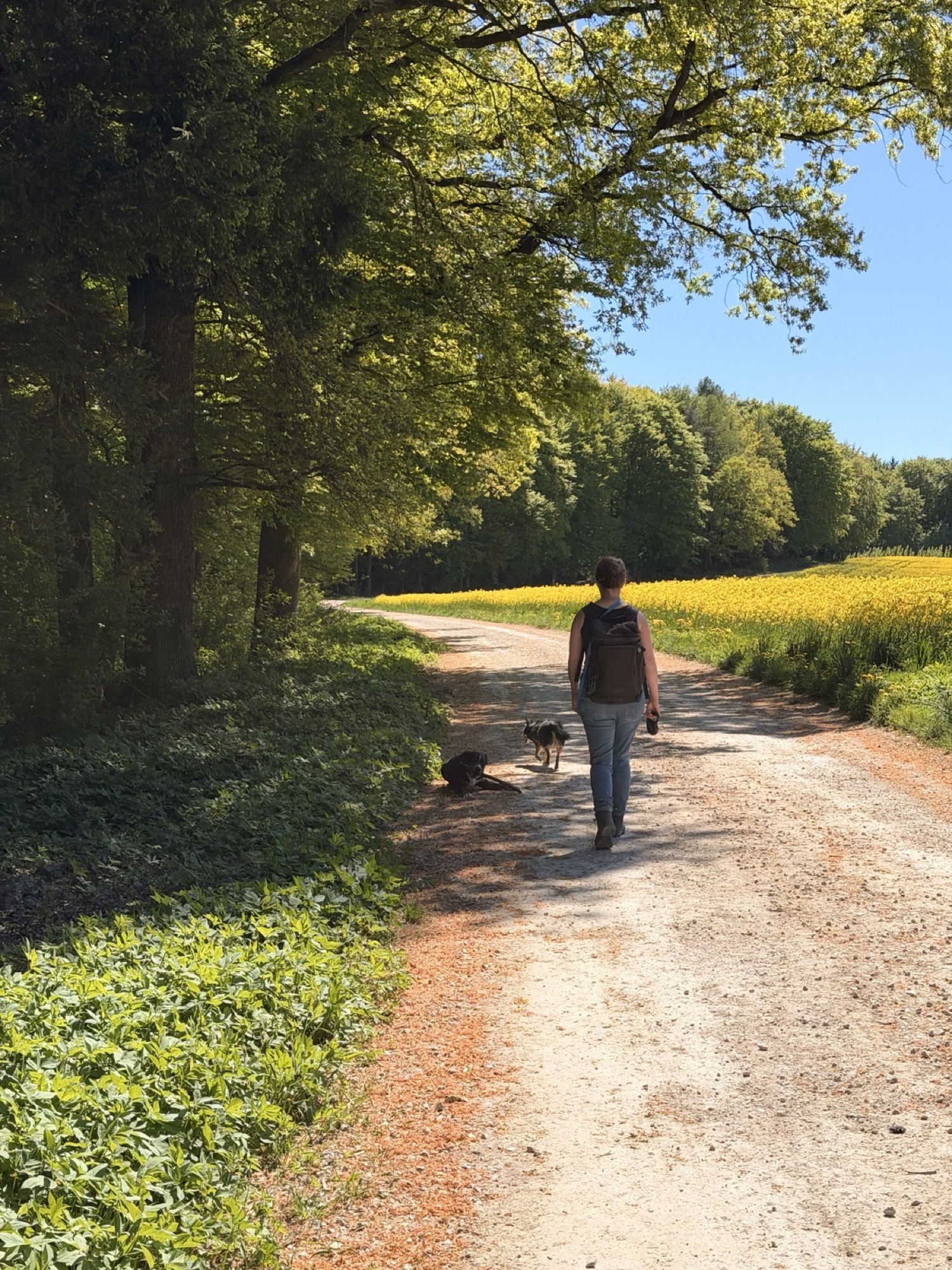 Feldweg am Waldrand, eine Person mit Rucksack geht von der Kamera weg, daneben zwei Hunde