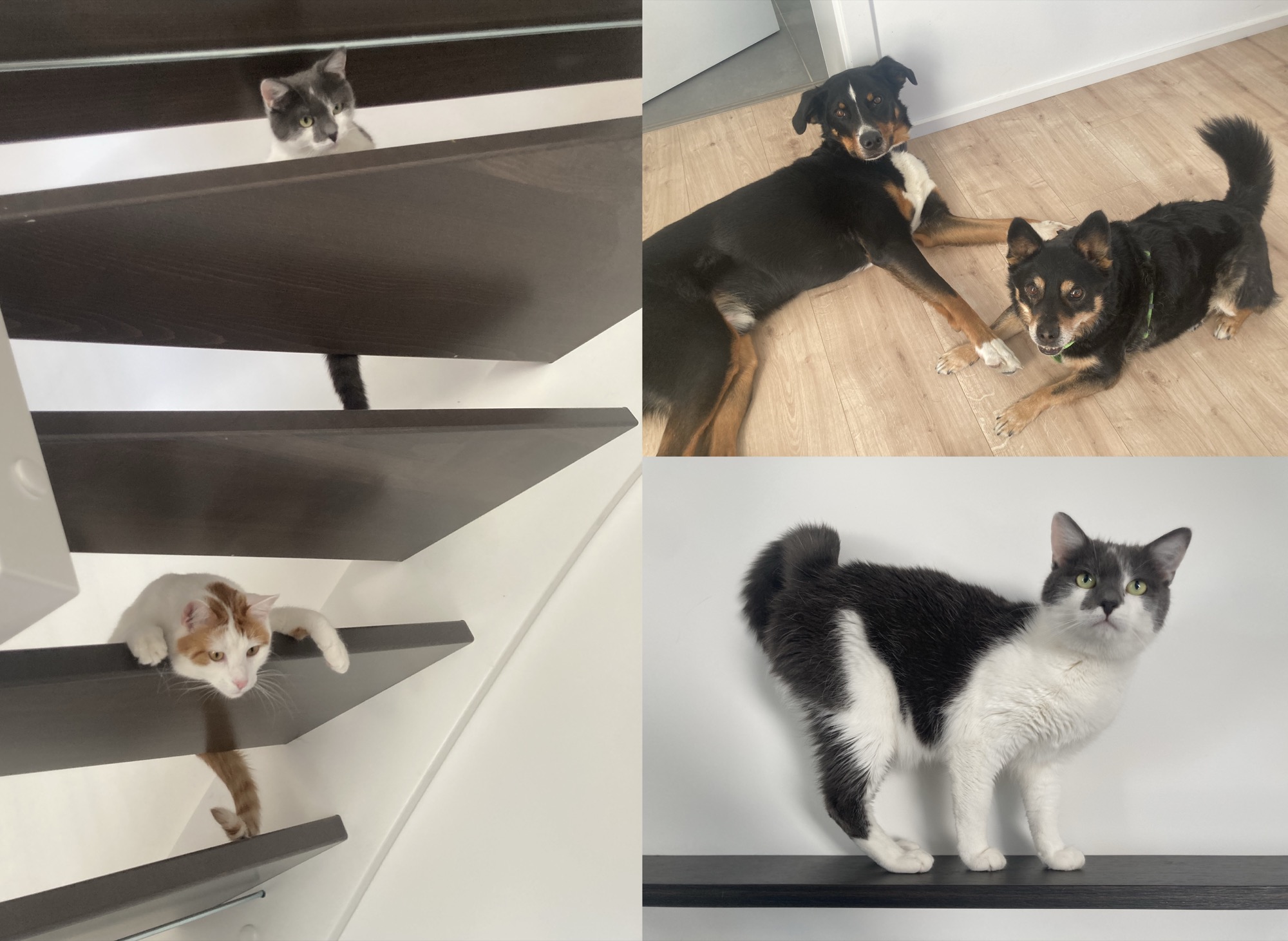 drei Tierfotos, links: eine offene Treppe von unten, zwei neugierige Katzen schauen zwischen den offenen Treppenstufen durch, rechts oben: zwei Hunde mit schwarzem Fell und ähnlicher braun-weißer Gesichtszeichnung, der größere Hund hat eine Pfote auf die Pfote des kleineren Hunds gelegt, rechts unten: eine zierliche grau-weiße Katze, sie steht auf einem Bord vor der Wand und schaut etwas skeptisch zur Kamera