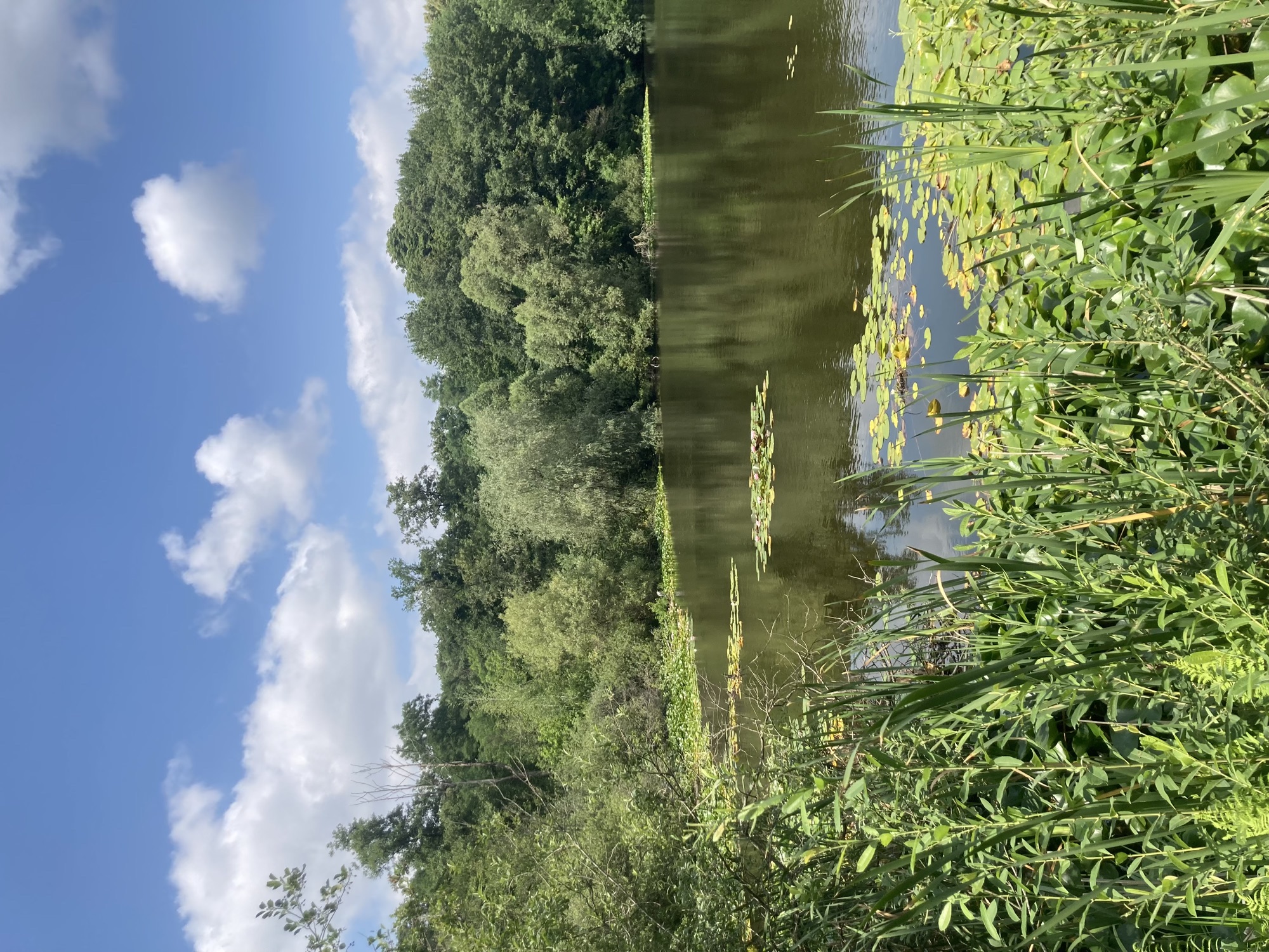 Blick auf den Teufelssee, ein von grün umgebener See mit vielen schwimmenden Seerosen nahe des Ufers