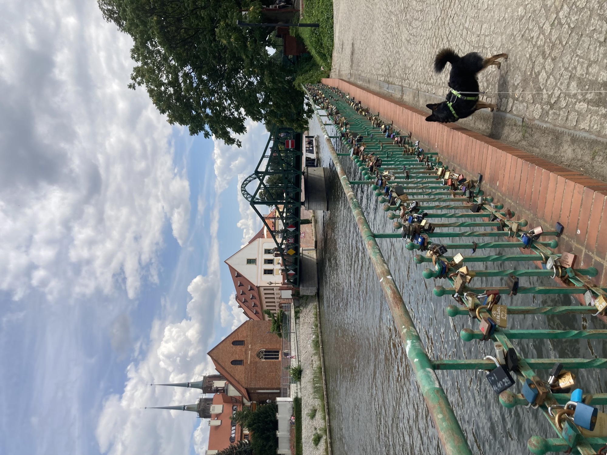 schwarzbrauner Hund steht am Ufer eines Flusses, das grüne Geländer ist mit vielen Schlössern behängt, dahinter eine Brücke und zwei Kirchtürme