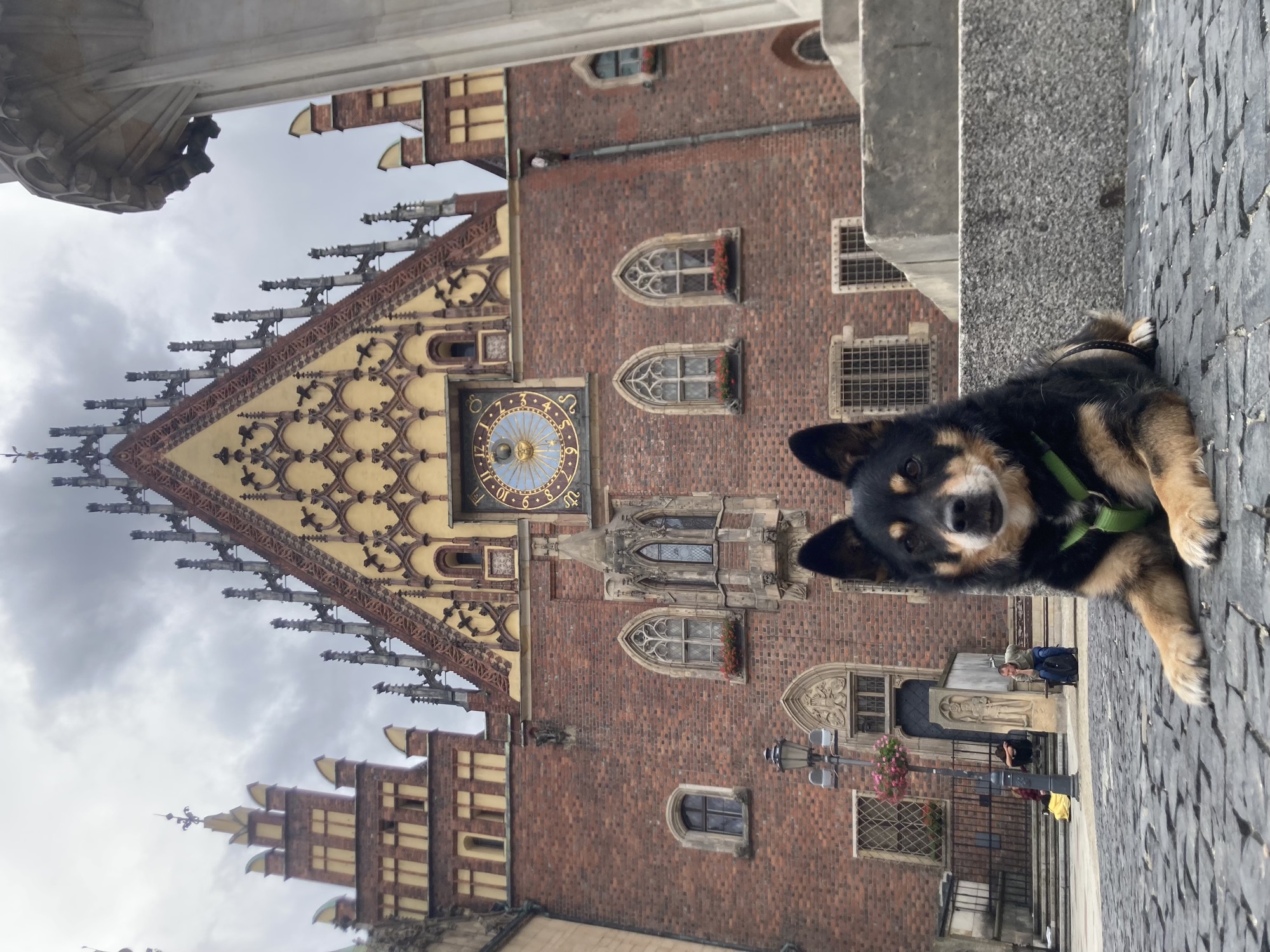schwarzbrauner Hund liegt auf dem Boden mit Blick zur Kamera, im Hintergrund das historische Rathaus mit vielen dekorativen Türmchen und einer auffälligen Uhr