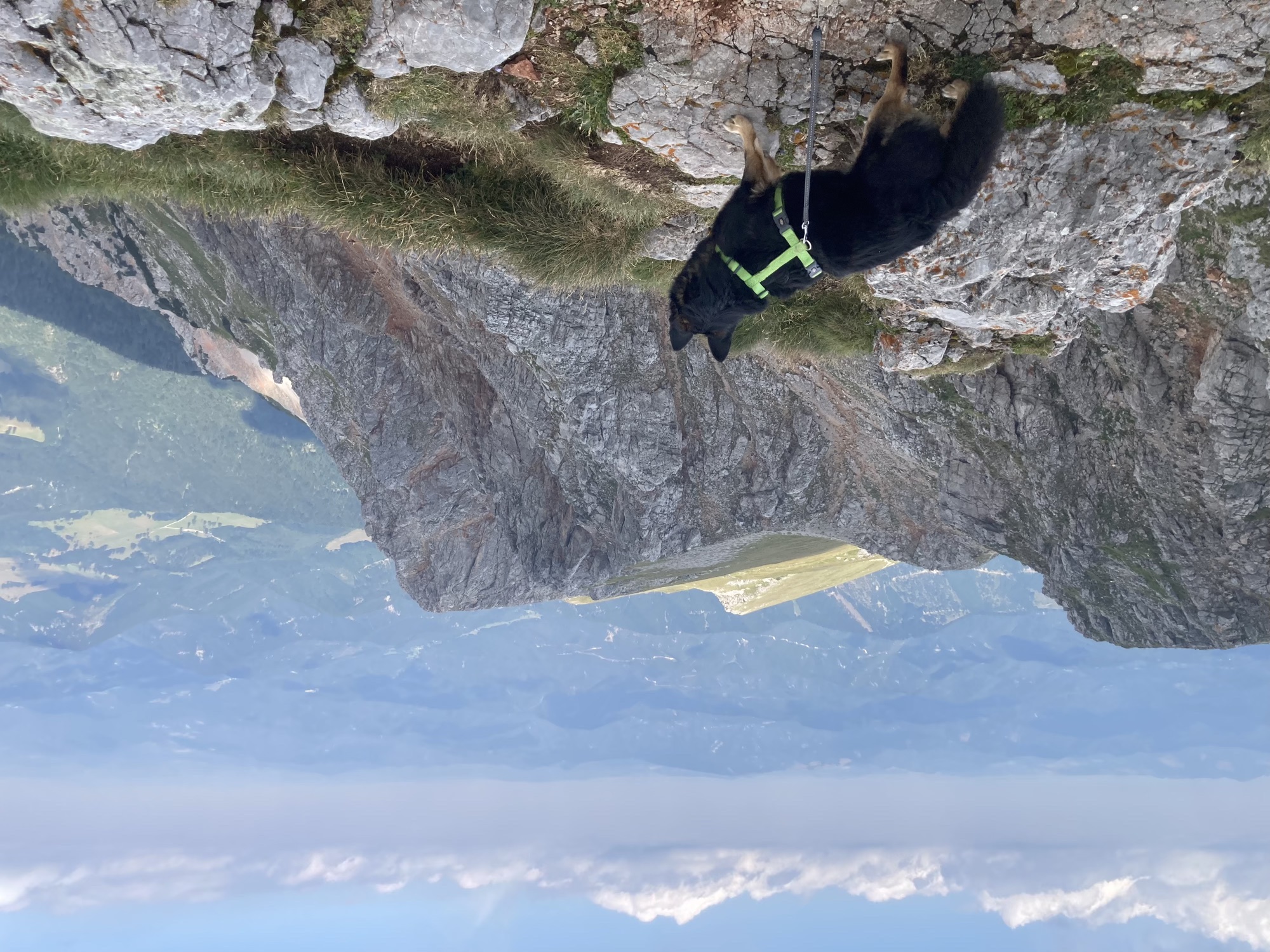 schwarzbrauner Hund schaut auf Felsen, im Hintergrund sind weithin dunkel bewaltete Hügel zu sehen
