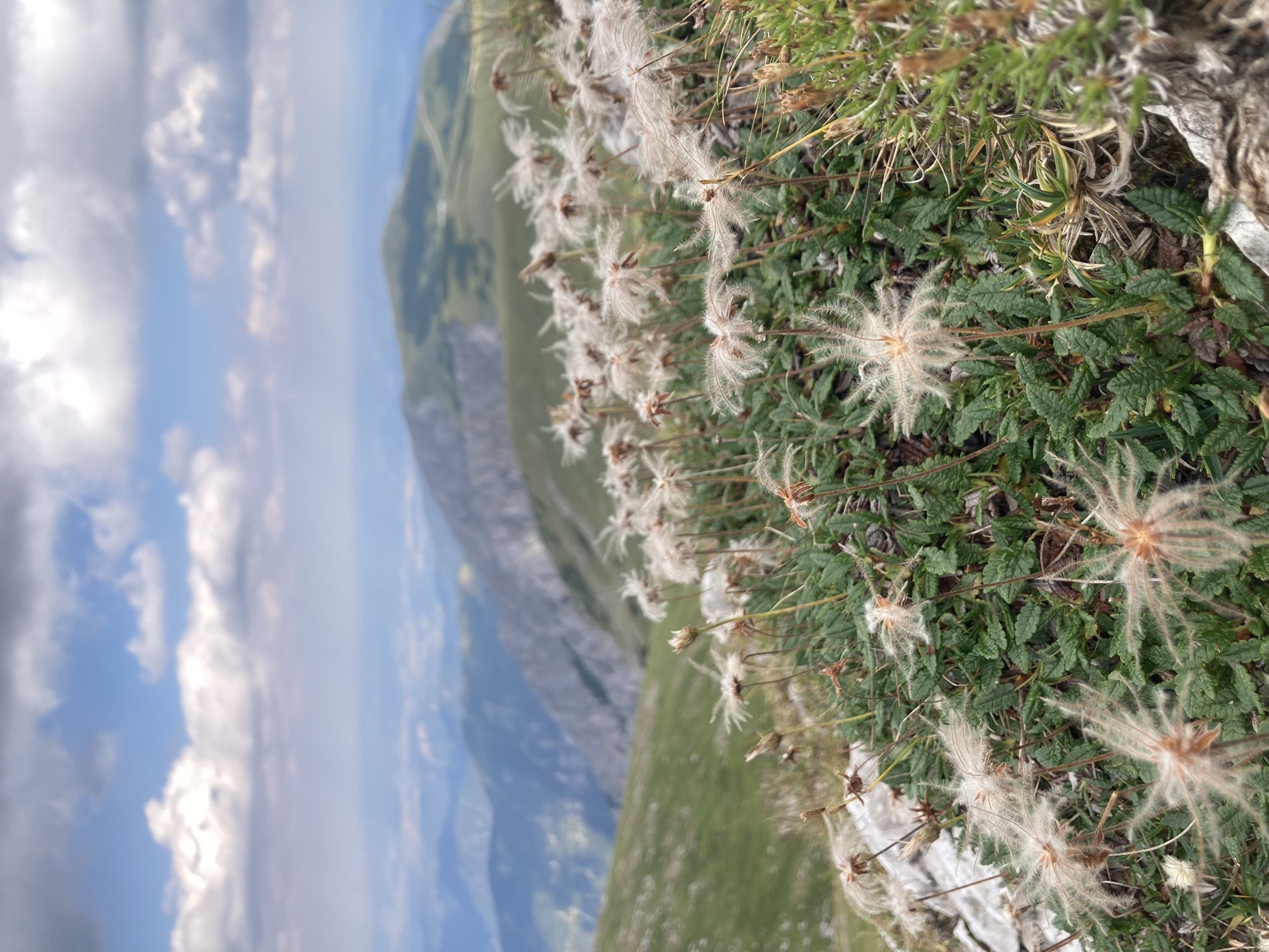 Detailaufnahme einer Bergpflanze mit Blüten, deren einzelne Teile wie halbtransparente Tentakel aussehen, dahinter Bergpanorama