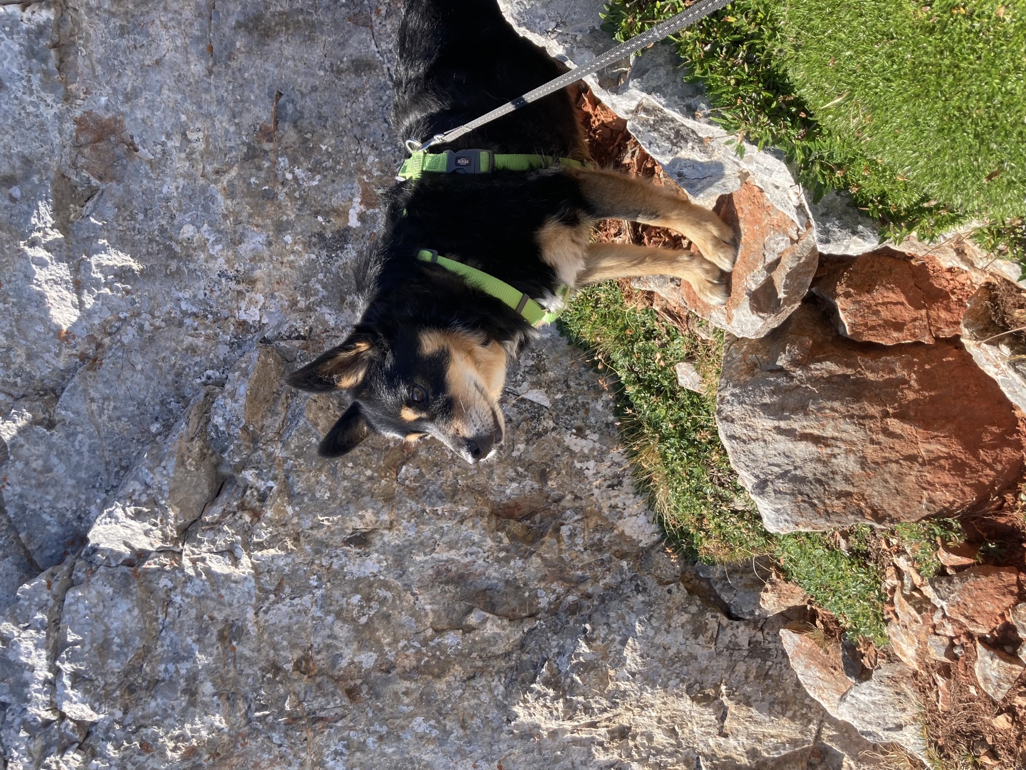 schwarzbrauner Hund steht zwischen Felsen auf einem moosbewachsenen Vorsprung, er schaut gespannt nach links aus dem Bild