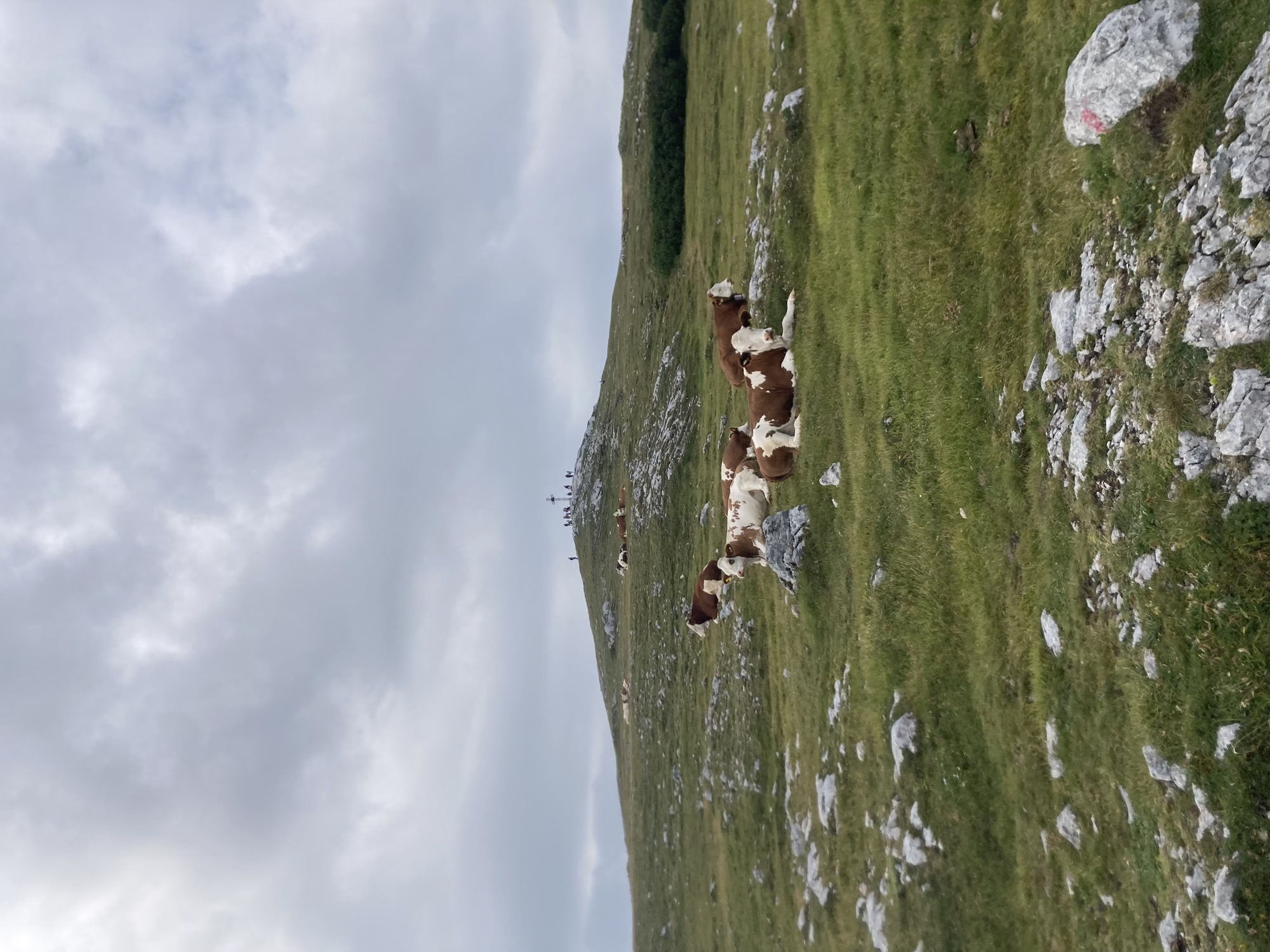 Bick auf den Gipfel des Waxriegels, ein fernes Gipfelkreuz mit einigen Personen darum herum, im Vordergrund chillen einige Fleckvieh-Kühe auf dem Grasboden