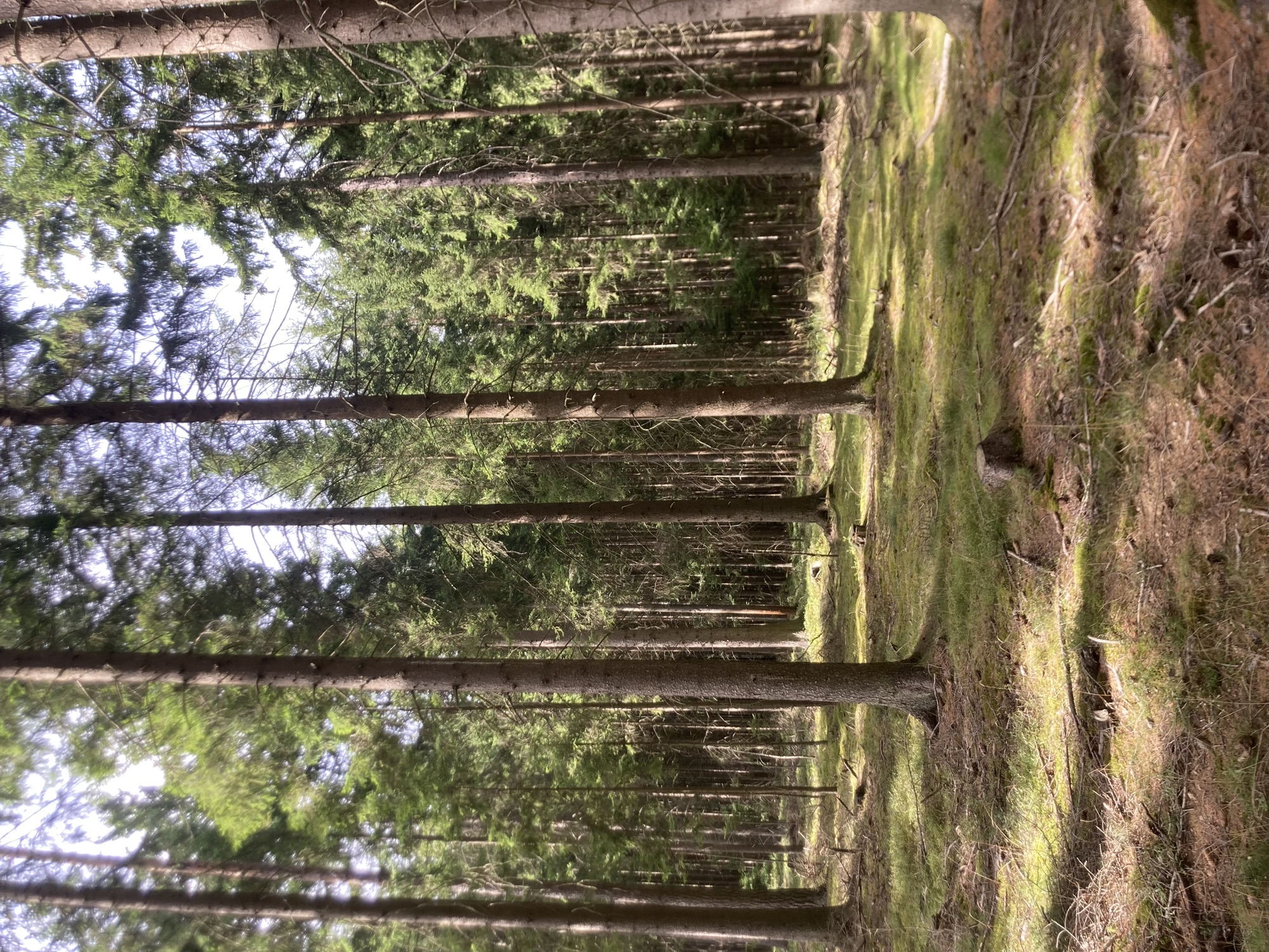 Wald mit hohen Nadelbäumen und Sonnenlicht, das zwischen den Bäumen durchscheint, der Boden ist mit trockenen Nadeln, hellgrünem Moos und trockenen Ästen bedeckt